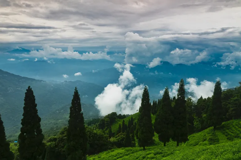 Himalayan Mist